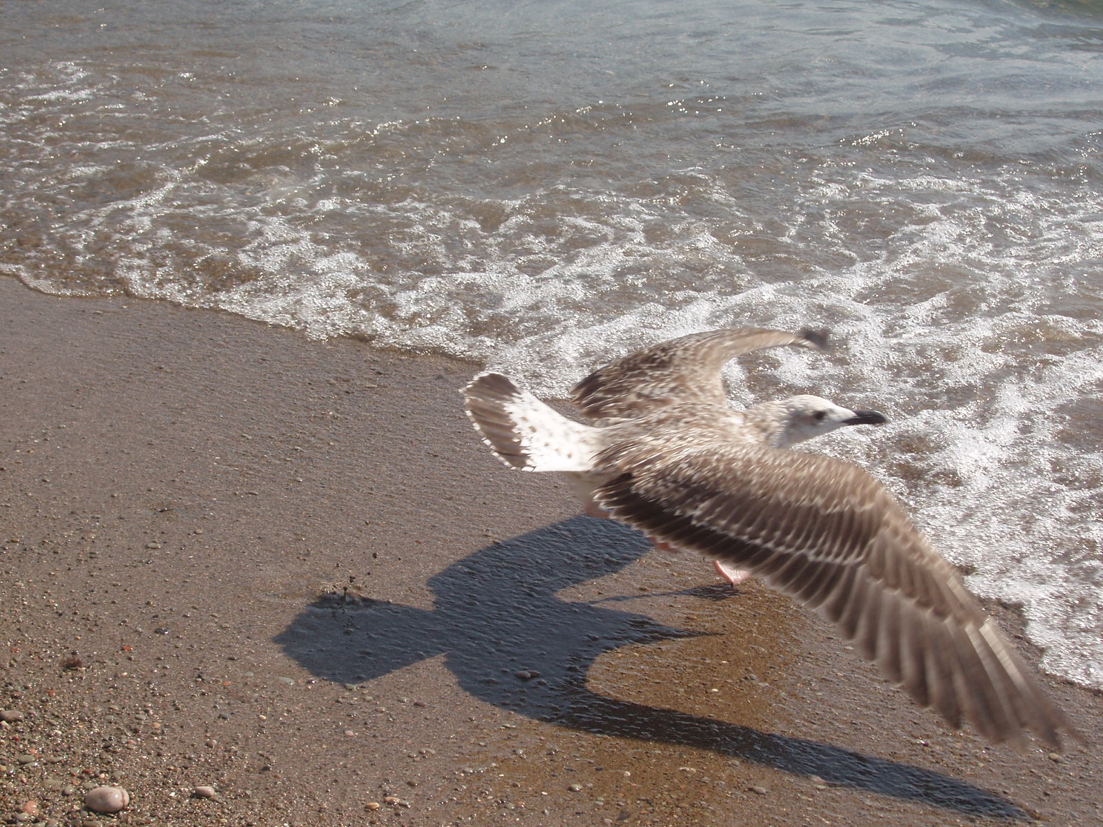 I'll fly!!!