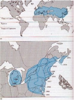 traca.jpg (25444 bytes)